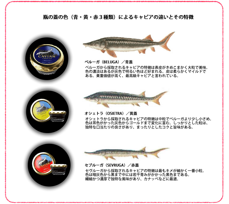 キャビアの違いとその特徴