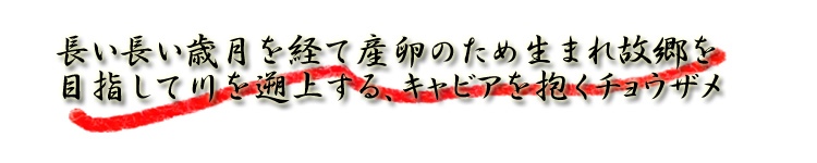 生まれ故郷を目指して川を遡上するキャビアを抱くチョウザメ